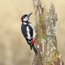Great spotted woodpecker (Dendrocopos major), male, foraging on a tree stump overgrown with moss