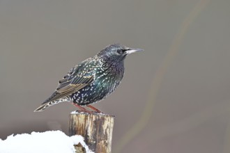 Starling (Sturnus vulgaris) adult bird in spotted winter plumage, sitting on a fence post,