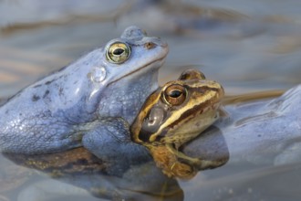 Blue moor frog (Rana arvalis) mating in the moor, Goldenstedter Moor, Lower Saxony, Germany