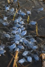 Blue moor frog (Rana arvalis) mating in the moor, Goldenstedter Moor, Lower Saxony, Germany