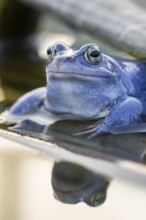 Blue moor frog (Rana arvalis) mating in the moor, Goldenstedter Moor, Lower Saxony, Germany