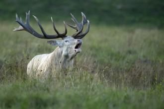 White red deer (Cervus elaphus) in rut, roaring, hunting, Klamptenborg, Copenhagen, Denmark