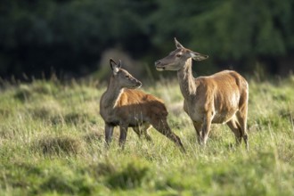 Red deer (Cervus elaphus), calf and doe, Klamptenborg, Copenhagen, Denmark