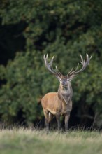 Red deer (Cervus elaphus) with heavy antlers in rut, Klamptenborg, Copenhagen, Denmark