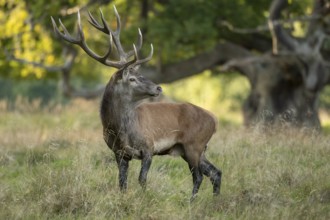 Red deer (Cervus elaphus) with heavy antlers in rut, Klamptenborg, Copenhagen, Denmark