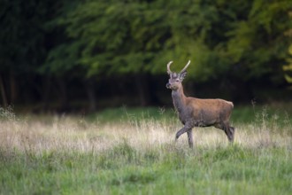 Red deer (Cervus elaphus) in rut, spit, hunting, Klamptenborg, Copenhagen, Denmark