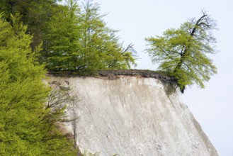 View of chalk cliffs in Jasmund National Park on Rügen, Sassnitz, Rügen, Mecklenburg-Western