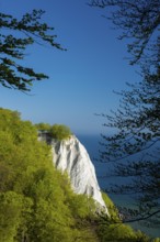 View of chalk cliffs in Jasmund National Park on Rügen, Königsstuhl, Sassnitz, Rügen,