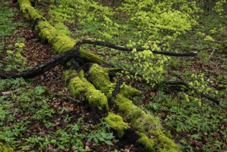 Old beech forest with dead wood in Jasmund National Park on Rügen, Sassnitz, Rügen,