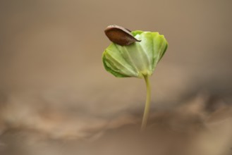 Beech seedling on forest floor in Jasmund National Park, Sassnitz, Rügen, Mecklenburg-Western