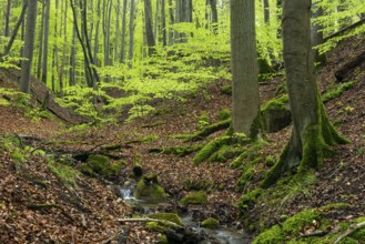 Kiel stream in Jasmund National Park on Rügen, Sassnitz, Rügen, Mecklenburg-Western Pomerania,