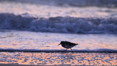 Sanderling (Calidris alba) on the beach with waves against the light, Texel, North Holland,