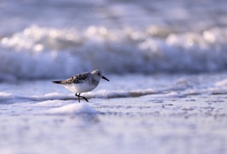 Sanderling (Calidris alba) on the beach with waves, Texel, North Holland, Netherlands