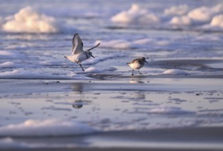 Flying Sanderling (Calidris alba), Texel, North Holland, Netherlands Texel, North Holland,