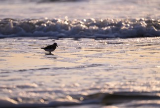 Sanderling (Calidris alba) standing in shallow water against the light, Texel, North Holland,