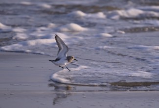 Sanderling (Calidris alba) landing in a wave, Texel, North Holland, Netherlands