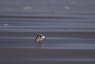 Sanderling (Calidris alba), Texel, North Holland, Netherlands