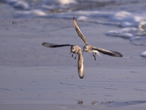 Sanderlings (Calidris alba) flying on the beach, Texel, North Holland, Netherlands