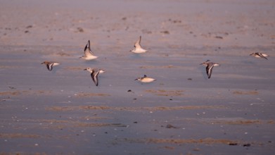 Flying sanderlings (Calidris alba) on the beach in the evening light, Texel, North Holland,