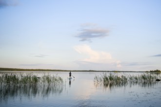 Person on a stand-up paddle board between reeds on a calm lake under clear sky with views, Asnen,