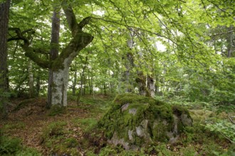 Moss-covered rocks and trees in a thick forest with lush green foliage and a peaceful atmosphere,