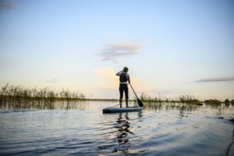 Person paddles on a stand-up paddle board at sunset on a lake surrounded by reeds, Asnen, Kronborgs