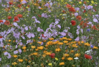 Species-rich, colourful flowering meadow with marigold (Calendula officinalis), Lower Rhine, North
