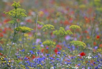 Species-rich colorful blooming meadow, Lower Rhine, North Rhine-Westphalia, Germany