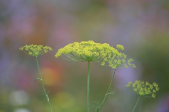 Dill (Anethum graveolens), Lower Rhine, North Rhine-Westphalia, Germany