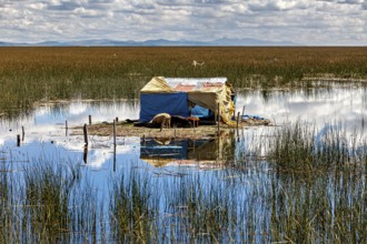 A lonely tent on a reed island in calm water with reflecting sky and clouds, The floating reed