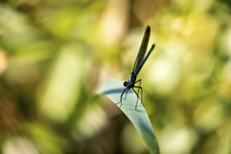 Dragonfly on a leaf in a sunny, blurred environment emphasising green colours, Banded demoiselle on