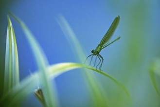 Close-up view of a dragonfly on a blade of grass, blue and green tones dominate the scene, The