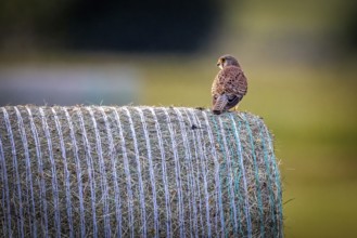 A bird sits on a hay bale with a background depicting a tranquil rural scene, A Common Kestrel on a