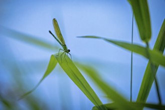 Dragonfly sitting on a blade of grass, surrounded by green leaves against a blue background, Banded