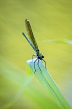Dragonfly sitting on the tip of a leaf, yellow-green background creates a calm atmosphere, Banded