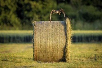 A bird flies away from a hay bale over a summer meadow, illuminated by warm evening light, A red