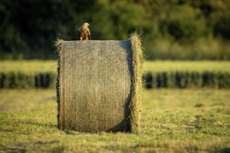 A bird rests on a round hay bale in a field and the landscape is drenched in evening light, A red