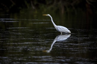 A heron pauses in the still water, its elegant reflection visible at dusk, a great egret hunting in