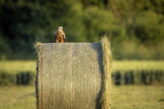 A bird sits on a large hay bale in the middle of a green meadow at dusk, A red kite on a hay bale