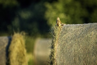 A bird sits quietly on a hay bale in a peaceful rural setting in the evening light, A Common