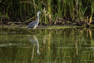 A heron stands in calm water in front of dense reeds with its reflection in the pond, A grey heron