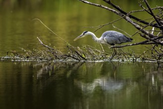 A hunting heron walking over a branch in the water, reflected in the calm river, A grey heron