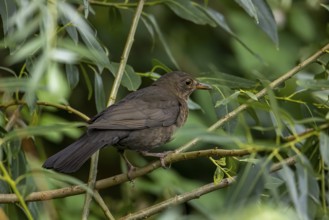 A brown blackbird sitting on a branch surrounded by green leaves in a natural environment, A