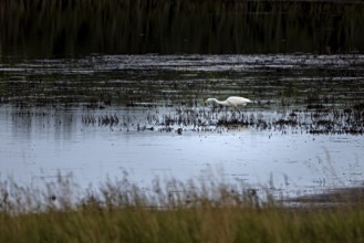 A heron searches for food in the shallow water of a marsh, surrounded by calming nature, A great