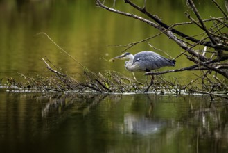 A heron hunting, concentrated on a branch in the water, surrounded by nature, A grey heron hunting