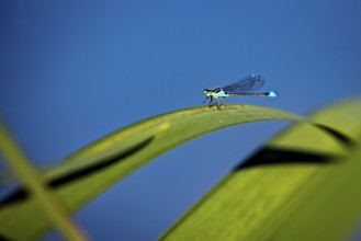 Dragonfly sitting on a curved green leaf against a deep blue background, The Bat Damselfly on a