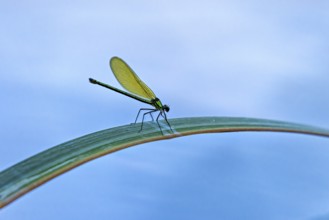 Dragonfly on a leaf in front of a blue background. The focus is on the bright green dragonfly, the