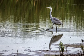 A heron walks through shallow water, its reflection visible, surrounded by nature, A grey heron
