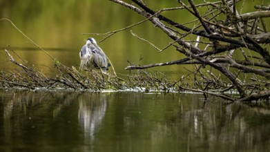 Rear view of a heron on branches in the water, surrounded by green nature, A grey heron hunting in