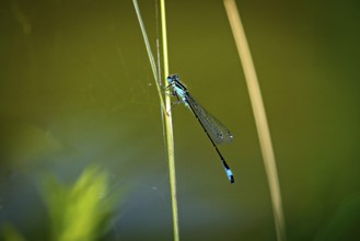 Close-up of a dragonfly perched on a green plant stalk in a natural environment, The Bat Damselfly